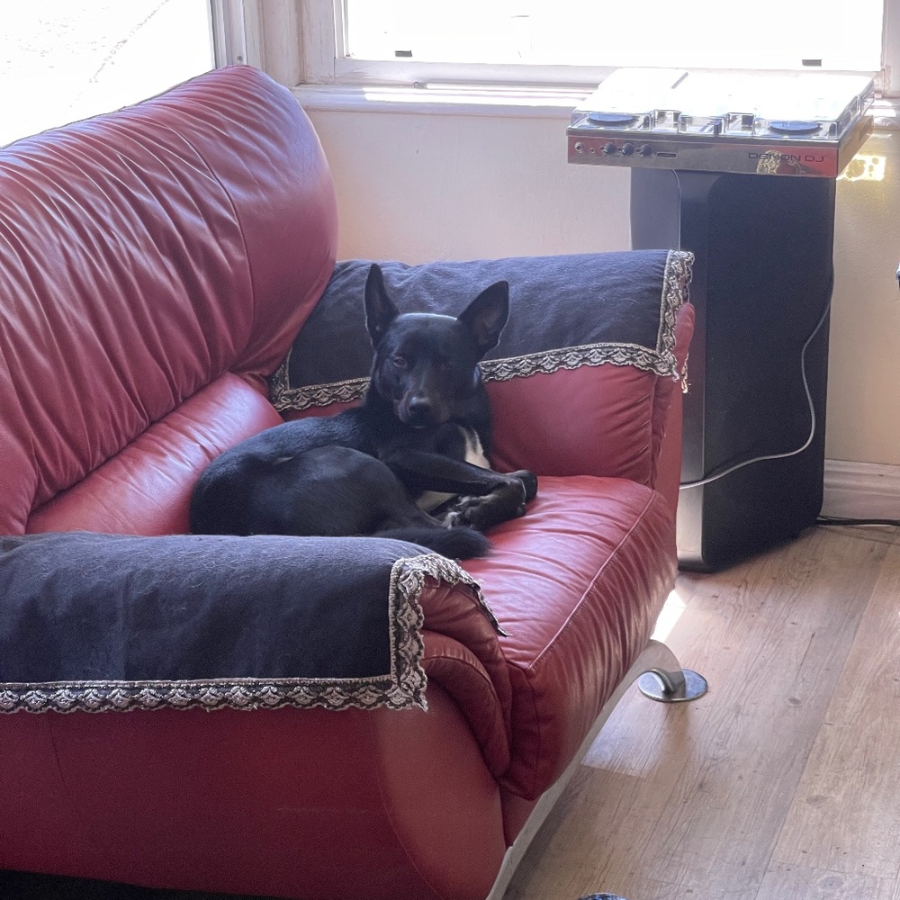 Meet your Posher, Josh